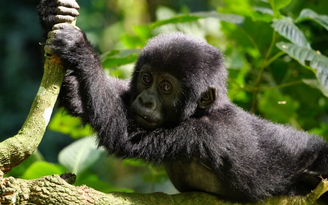 why we chose uganda for our african safar